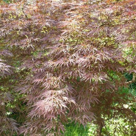 Acer palmatum Rubrum - un artar in culorile toamnei